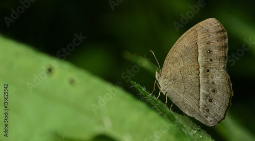 Butterfly, Butterflies feed on green leaf, Burmese Bushbrown ( Mycalesis perseoides ) photo