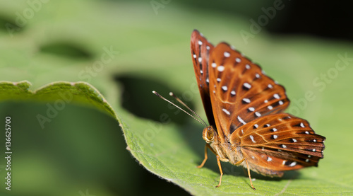 Fotografi Butterfly, Butterflies feed on green leaf, Common Punchinello ( Zemeros flegyas