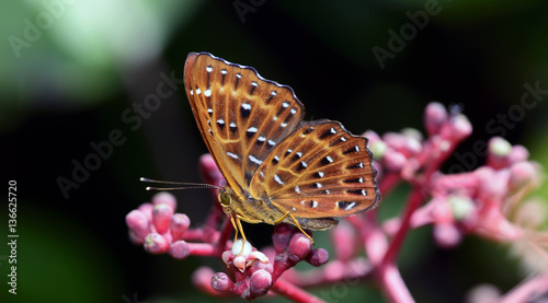 Fotografi Butterfly, Butterflies feed on red flower, Common Punchinello ( Zemeros flegyas