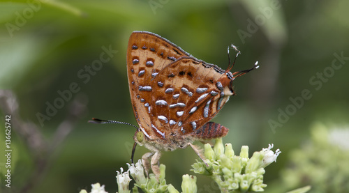 Butterfly, Butterflies feed on the flower, Aberrant Silverline ( Cigaritis vixinga ) photo