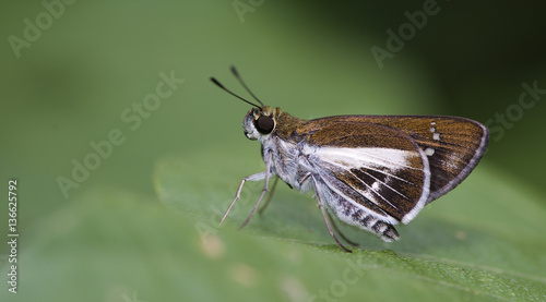 Butterfly, Butterflies feed on green leaf, Watson's Wight ( Iton watsonii ) photo