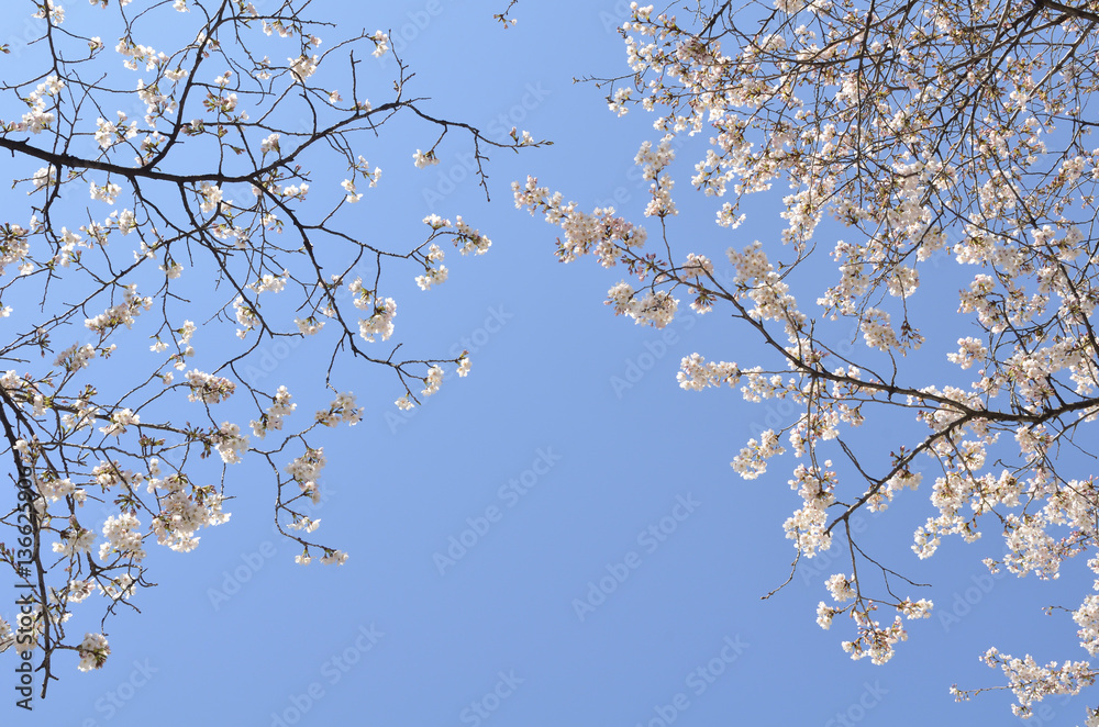 満開の桜 満開の桜