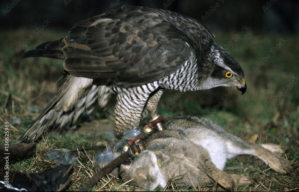 Accipiter Northern Goshawk / Autour des palombes Accipiter Northern Goshawk / Autour des palombes