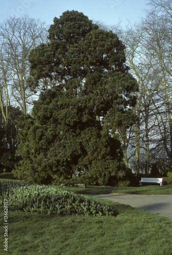 Sciadopitys verticillata / Sapin parasol du Japon photo