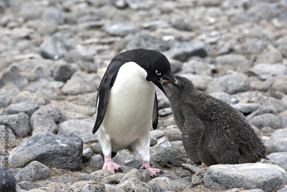 Naklejka premium Pygoscelis adeliae / Manchot d'Adélie