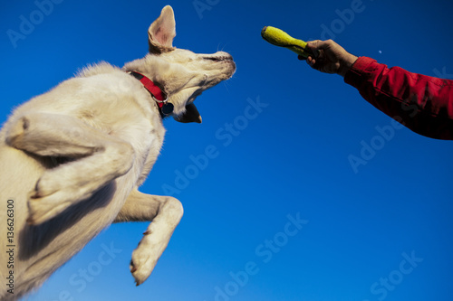 Labrador Dog Jumping for a Toy