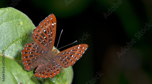 Billede på lærred Butterfly, Butterflies feed on green leaf, Common Punchinello ( Zemeros flegyas