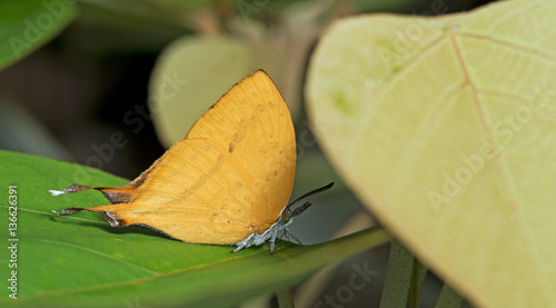 Butterfly, Butterflies feed on green leaf, Common Yamfly ( Loxura atymnus ) photo