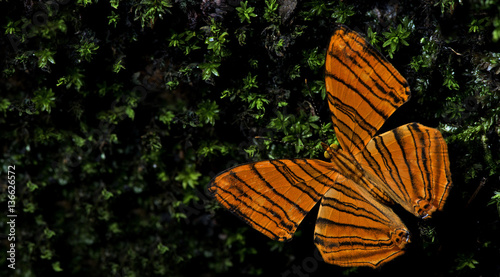Butterfly, Butterflies feed on the stone with little tree, Common Maplet ( Chersonesia risa ) photo