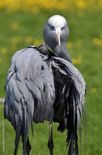 Grus paradisea / Grue de paradis photo