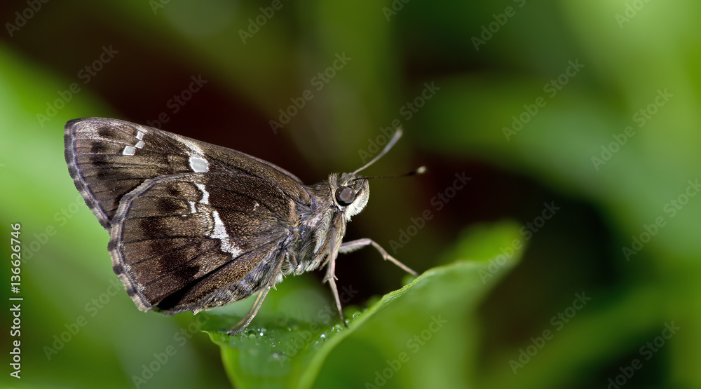 Butterfly, Butterflies feed on green leaf, Tree Flitter ( Hyarotis adrastus ) Butterfly, Butterflies feed on green leaf, Tree Flitter ( Hyarotis adrastus )