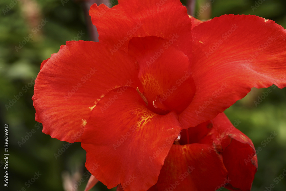 Canna indica / Canna / Balisier rouge