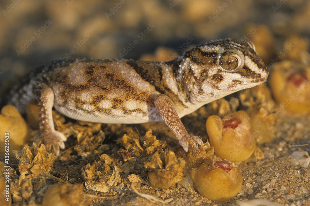 Naklejka premium Chondrodactylus angulifer / Gecko géant terrestre
