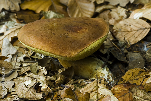 Xerocomus badius / Bolet bai photo