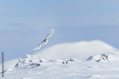 Lagopus mutus / Lagopède Alpin / mâle photo