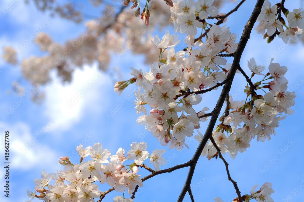 青空と桜 青空と桜