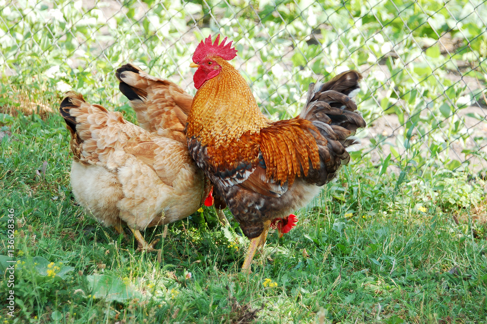Fototapeta premium Beautiful rooster and hen