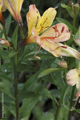 Alstroemeria x  / Lis des Incas / Alstroemère