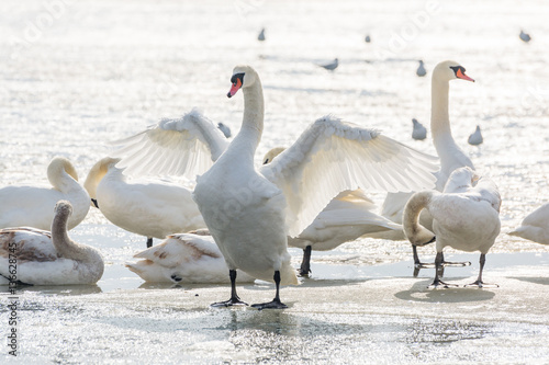 White swans on ice frozen sea. Winter.