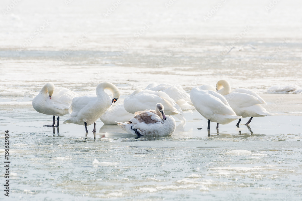 White swans on ice frozen sea. Winter. White swans on ice frozen sea. Winter.