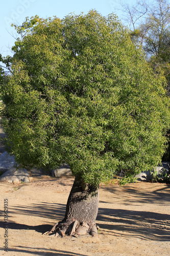 Brachychiton rupestris / Arbre bouteille photo