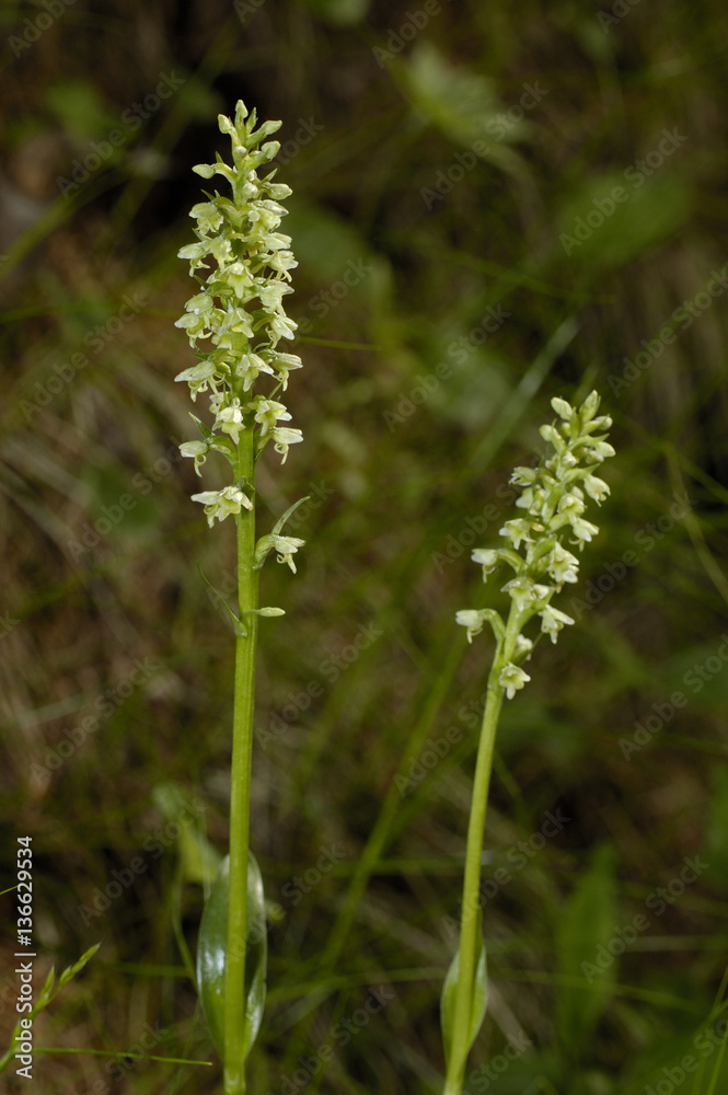 Leucorchis albida / Orchis blanchâtre