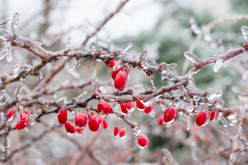 Icing. Red berries of barberry covered with ice. Icing. Red berries of barberry covered with ice.
