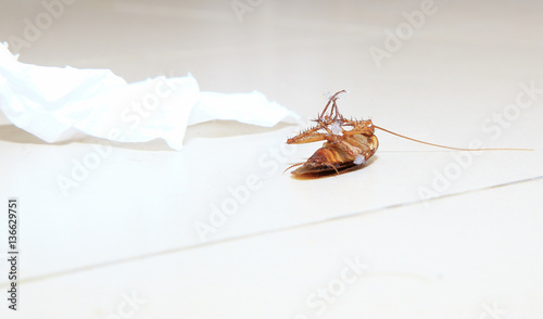 Low angle shot of a dead cockroach on floor toilet with tissue paper as background or print card.