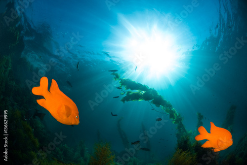 Underwater sunlight