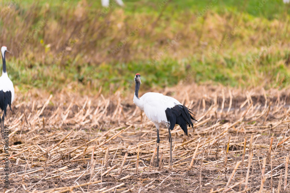 Fototapeta premium Red-crowned Japanease Cranes,in Kushiro Shitsugen,Hokkaido,Japan