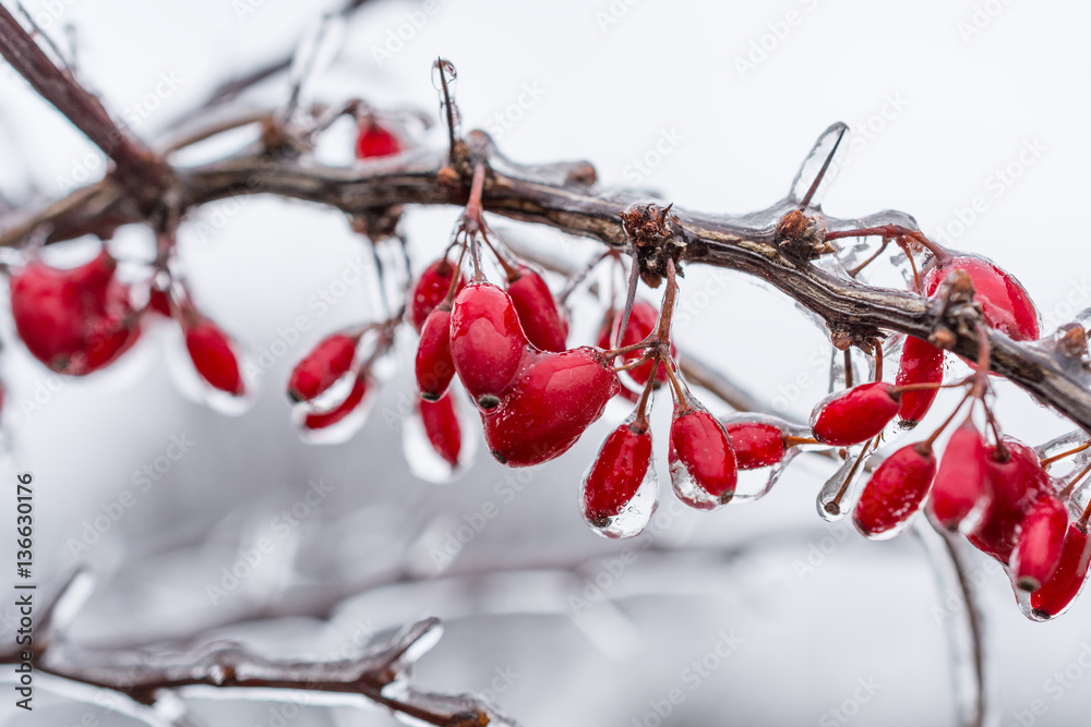 Φωτογραφία Icing. Red berries of barberry covered with ice.