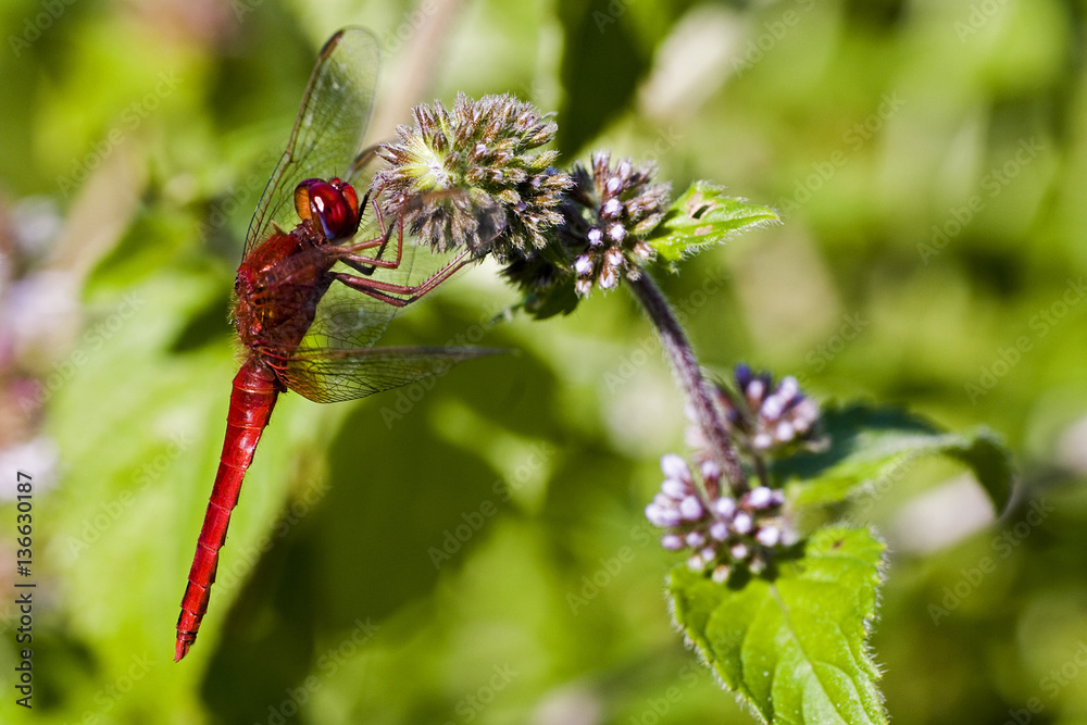 Crocothemis erythraea / Libellule écarlate / Mâle Crocothemis erythraea / Libellule écarlate / Mâle