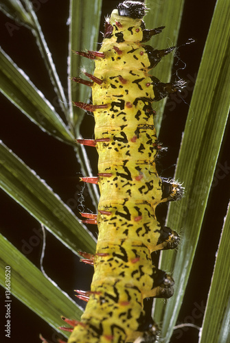 Antherina suraka / Bombyx Suraka de Madagascar