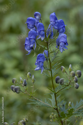 Aconitum paniculatum / Aconitum variegatum subsp. paniculatum / Aconit paniculé photo