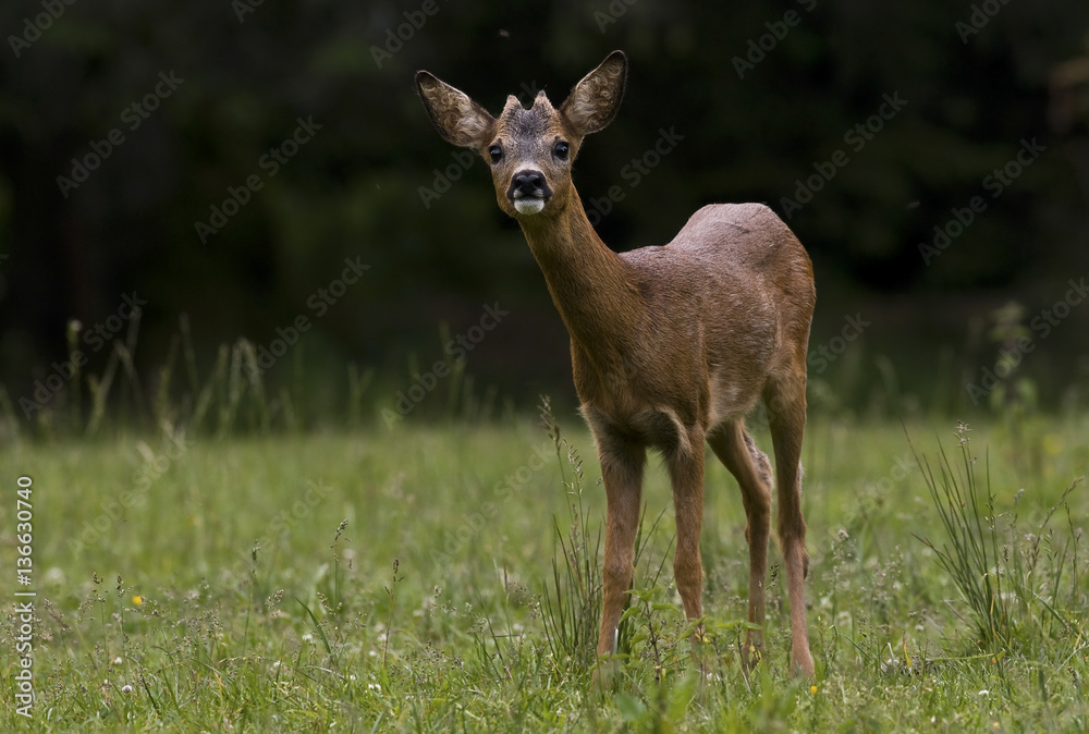 Capreolus capreolus/ Chevreuil Capreolus capreolus/ Chevreuil