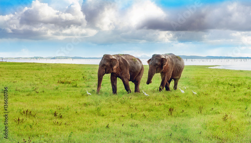 Panorama view with two elephants