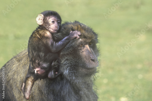 Macaca sylvanus / Magot / Macaque de Barbarie