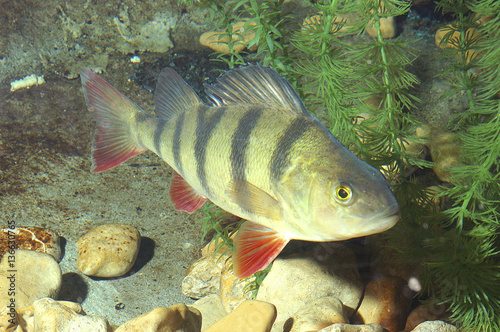 Perca fluviatilis / Perche de rivière