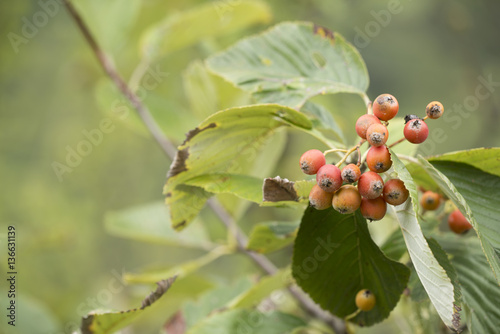 Sorbus aria / Sorbier des Alpes