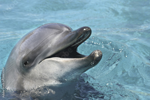 Thursiops truncatus / Dauphin à gros nez