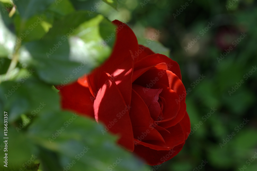 Rose rouge Rose rouge