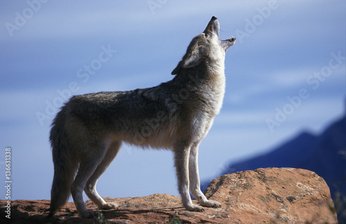 Canis latrans   Coyote