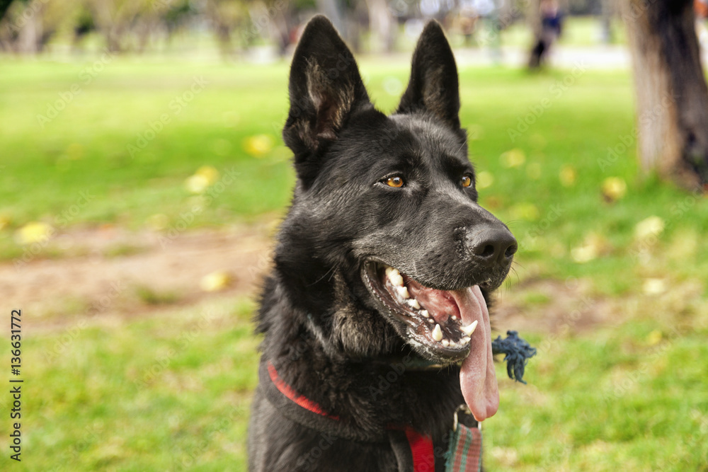 Black German Shepherd Dog Outdoors Portrait
