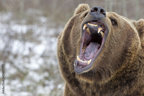 Ursus arctos horribilis / Ours brun / Grizzly photo