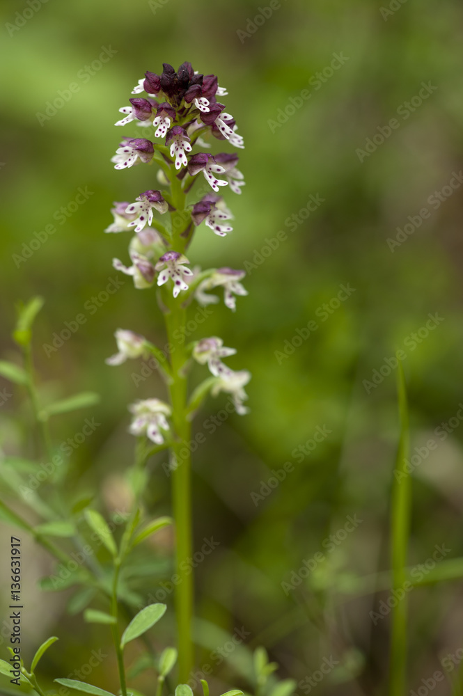 Neotinea ustulata / Orchis brûlé Neotinea ustulata / Orchis brûlé