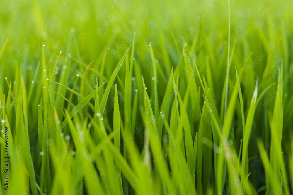Fototapeta premium Beautiful green rice field background, Selective focus.