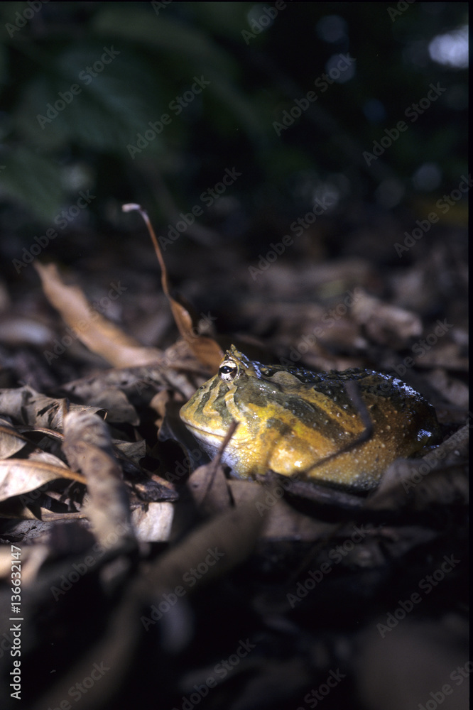 Rana pipiens / Grenouille lépoard/ Grenouille mugissante Rana pipiens / Grenouille lépoard/ Grenouille mugissante