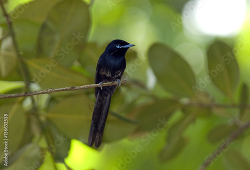 Terpsiphone corvina / Veuve des Seychelles / Mâle photo