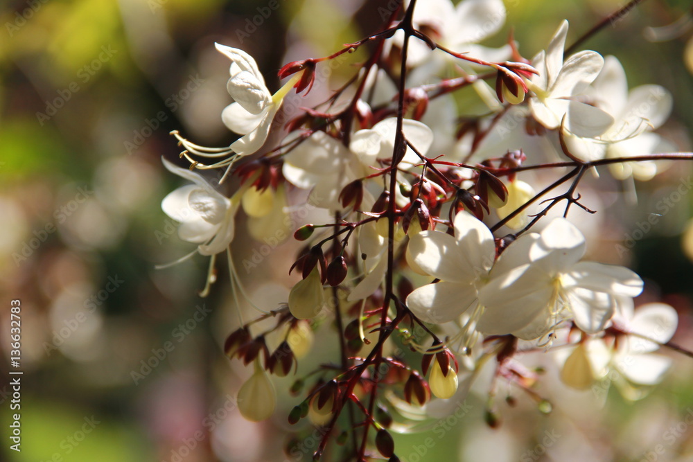 nodding clerodendron nodding clerodendron