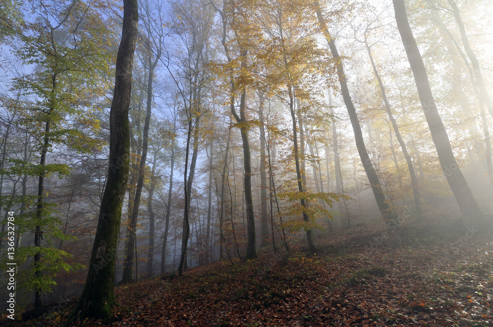 Forêt tempérée / Automne